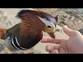 Mandarin Duck lets me pet him