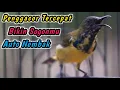 Download Lagu SOGON TROTOLAN NGRIWIK NEMBAK PALING COCOK UNTUK PENGGACOR SOGON DISITU‼️HITUNGAN DETIK RESPON GACOR