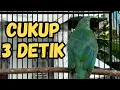 Download Lagu CUKUP 3 detik saja PANCINGAN cucak ijo ini MAMPU membuat cucak ijo lain EMOSI