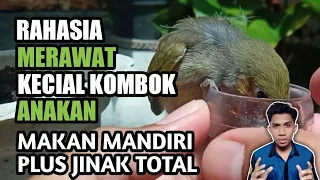 cara melatih anak burung cucak kombo kecial kombok makan mandiri plus jinak total