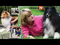 Facebook Live Rosmoor Shetland Sheepdogs - Canine Chronicle TV