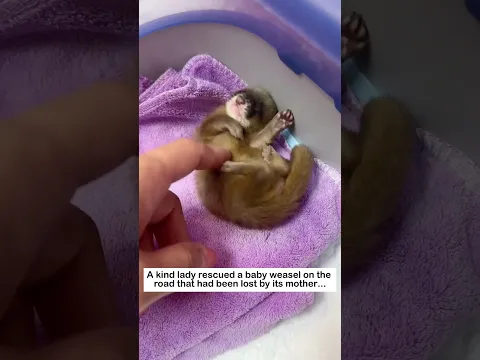 Rescuing a weasel pup #wildliferescue #animals #lovestory #pets #cute #rescue #weasel #love