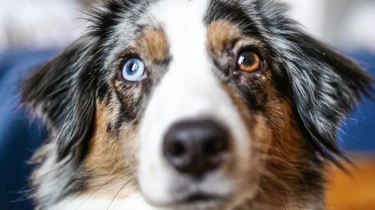 24H AVEC MON CHIEN !