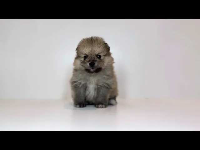 動画