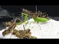 Praying mantis vs a group of hungry locusts The ending is unexpected