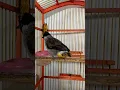 Download Lagu Suara burung kutilang gacor full isian besetan kasar pedas bikin ribut
