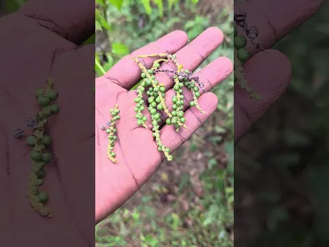 le poivre peut se récolter à 4 mois d’âge en semi direct #blackpepper