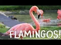 Download Lagu Flamingos! Fun Flamingo Facts for Kids