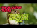 Download Lagu Masteran suara curut dan tupai mantap buat masteran petikan dn besetan langka