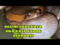 Lagu SUARA KODOK /SUARA KATAK DI MUSIM BANJIR
