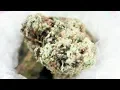 EXOTIC WEDDING CAKE ORANGE ALIEN BLUNT