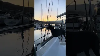 .. #Fyp #dream #sailing #doberman #pets