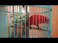 Download Lagu Luar biasa Burung Nuri VS Adu Tembak Suara Burung Jalak Kebo !!