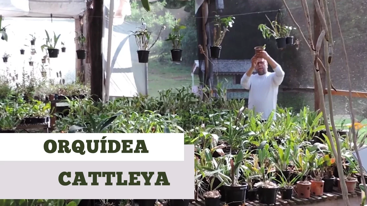 COMO CUIDAR DE ORQUIDEA CATTLEYA