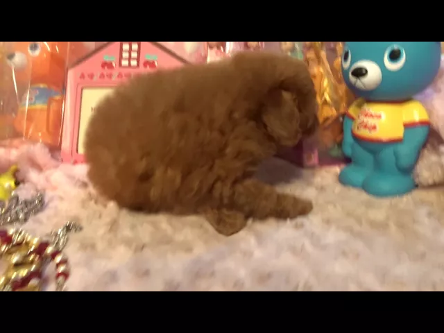 動画