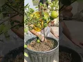 Download Lagu How to grow lemons 🍋