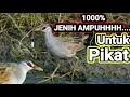 Download Lagu Suara Burung Tikusan Sawah Yang Jauh Pasti Mendekat Yang Dekat Merapat