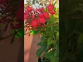 Download Lagu Kodai Kaala Kaatre #rooftopflowers #rooftopgardens #homegarden #80stamilhits #malaysiavasudevansongs
