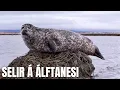 Lagu Selir að spóka sig á Álftanesi