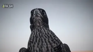 ستل جناحه ثم حام دندنها