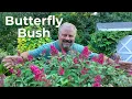 Growing Better Butterfly Bushes Varieties We Love How We Maintain Them