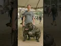 Download Lagu Barbarian Stud Fee $12 Grand #puppy #dog #viral #viralvideo #video #viralshorts #viralshort #vlog