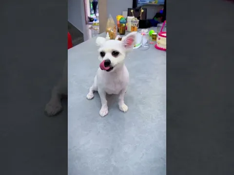 The dog made the right choice#Short #Officer Rabbit #angel