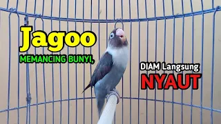 lovebird ngekek panjang jago memancing bunyi putar saja lovebirdmu pasti nyaut