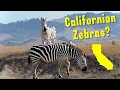 How Wild Zebras Have Invaded The United States