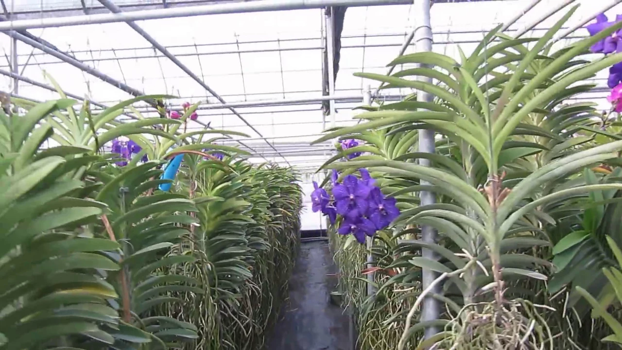 ORQUÍDEA VANDA