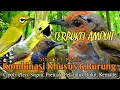 Download Lagu SUARA PIKAT,‼️ KOMBINASI PILIHAN KHUSUS 6 BURUNG, TERBUKTI AMPUH..