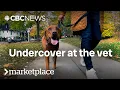 What s behind the rising cost of your pet s care Marketplace
