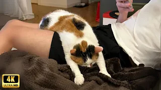 When Your Cat Is Too Lazy  When Your Cat Is Too Lazy