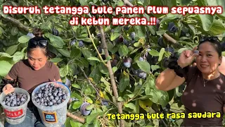 PANEN BUAH PLUM BERKILO-KILO GRATIS DI KEBUN TETANGGA PETANI‼️TETANGGA RASA SAUDARA 
