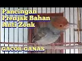 Download Lagu pancingan prenjak kepala merah gacor ganas prenjak bahan Pasti respon dengar suara ini