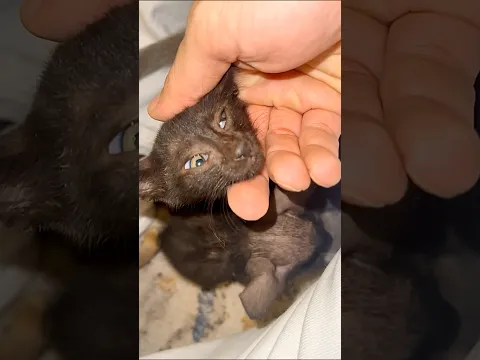 Update 🐈⬛ أبشركم تحسن الحمد لله 🙏🏼 لكن صاروا أربعة 😸