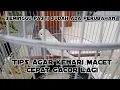 Download Lagu Cara agar kenari Macet cepat bunyi