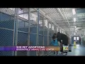 Low-Cost pet adoptions volunteers needed