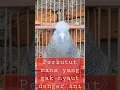 perkutut betina, pancingan agar perkutut jantan bunyi