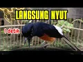 Lagu 1DETIK PUTAR🔥PANCINGAN MURAI BATU GACOR PAGI-SORE SEKALI DENGAR MURAI BATU APAPUN LANGSUNG BUNYI