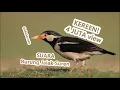 Download Lagu Suara Jalak Suren Mp3 - Download Suara Burung Jalak Suren Termahal Gacor Bisa Ngomong Full Isian!