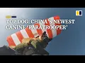 Top dog: Chinese army trains canine for parachute mission