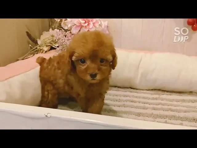 動画
