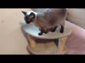 Introducing Simone the seal point Siamese