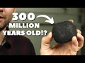 Download Lagu Why almost all coal was made at the same time