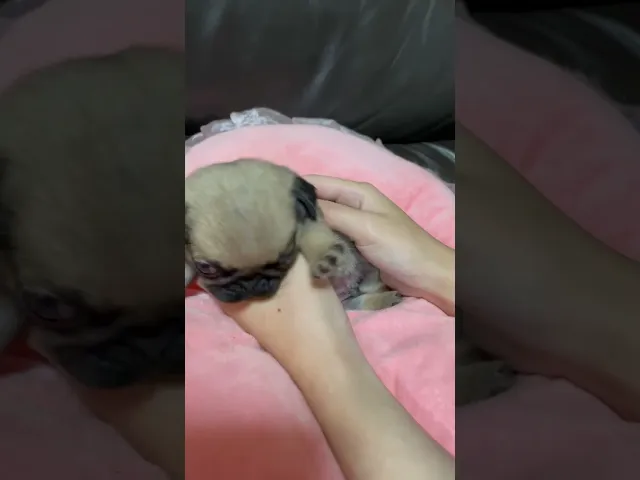 動画
