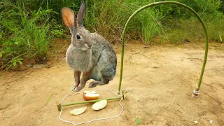 simple easy rabbit trap make from bamboo work 100 