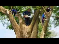 Download Lagu Cưa cây Me Tây siêu khủng, siêu nhánh / Sawing a super large, super branched Tamarind tree | P14