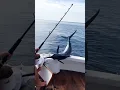 Download Lagu Marlin Fishing is Super Dangerous! #fishing #fisherman 🎥IG@chasing_nature16