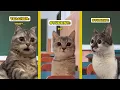 1 HOUR OF CAT MEMES TO FALL ASLEEP